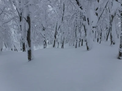 深雪の森