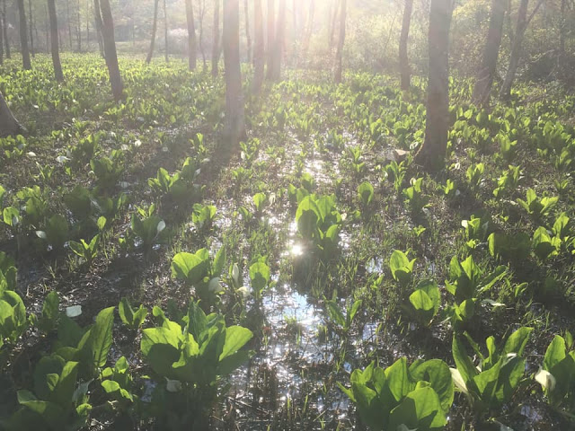 水芭蕉の写真