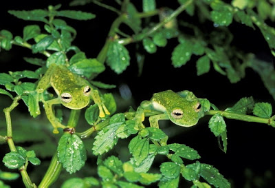 glass+frogs