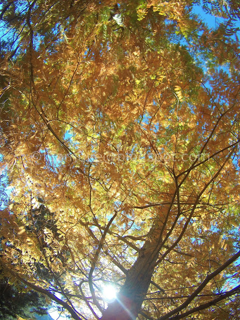 Wuling Farm maple autumn foliage