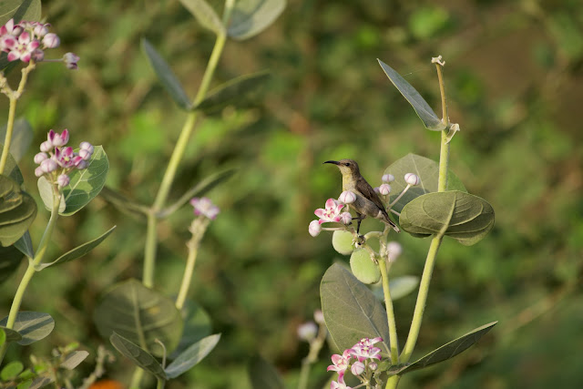 Female Purple Sunbird  छोटा शक्कर खोरा, फूल सुँघनी, थुन-थुनी  - Cinnyris asiaticus Jabalpur, India, July 2022