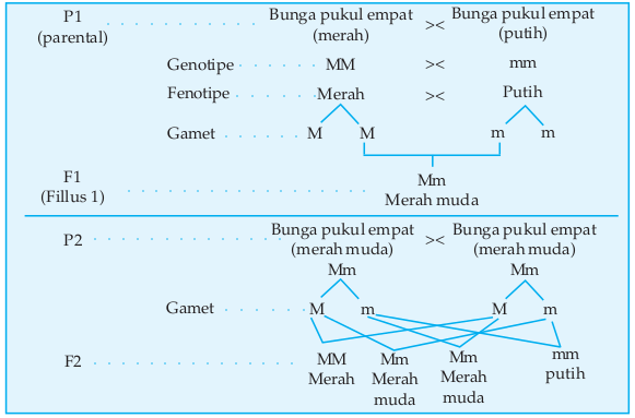 Diagram Perkawinan