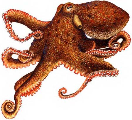 Polvo (Octopus vulgaris)