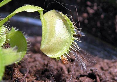 Venus Flytrap, Dionaea muscipula