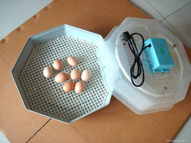 Bird Egg Incubator