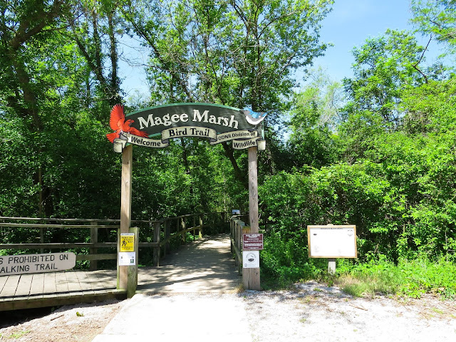 Magee Marsh - Ohio, USA