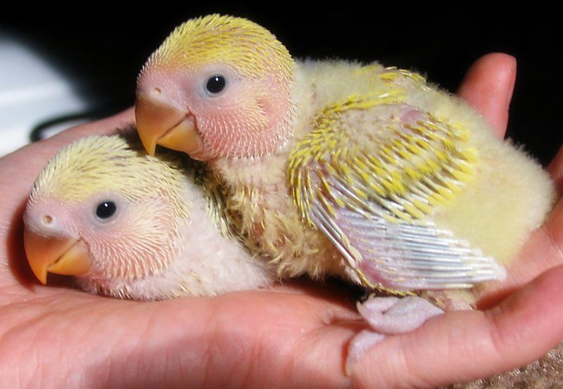 Baby food for lovebirds