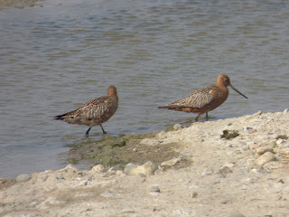 Summer plumage Bar-tailed Godwits