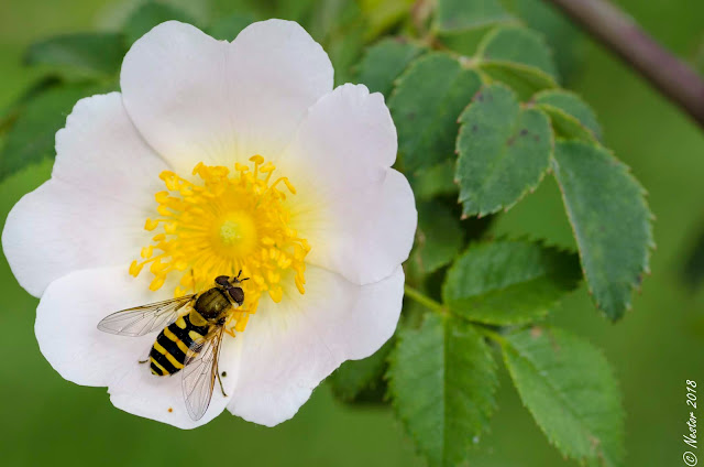 macrofotografia