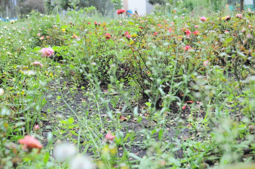 El Jardin Botánico es un sitio para hacer turismo en Bogotá