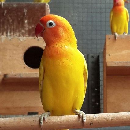 Seputar Burung Lovebird Lutino Mata Merah dan Hitam 