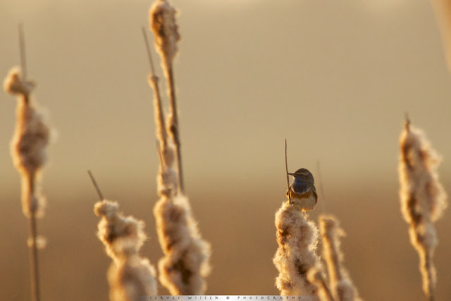 Blauwborst bij zonsopkomst - Bluethroat @ Sunrise