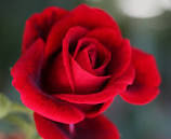 Beautiful Photos Of Love Flower Rose 15