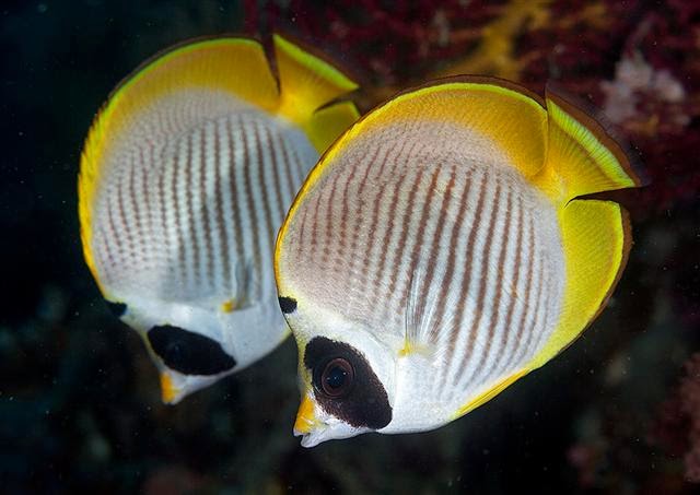 Estudios sobre peces