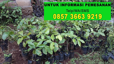 Jual Bibit Kopi Robusta di Jakarta Selatan