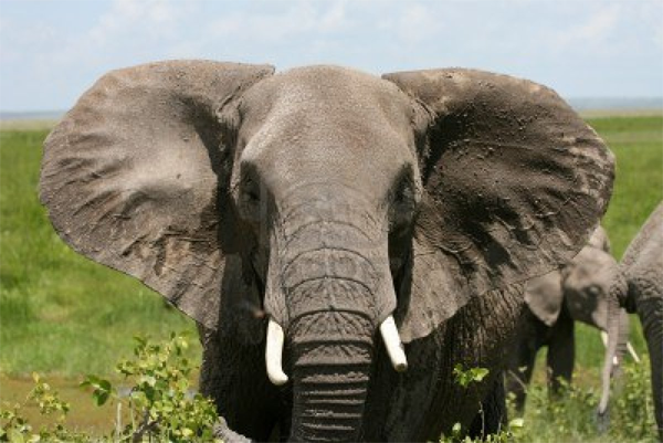 African Elephant