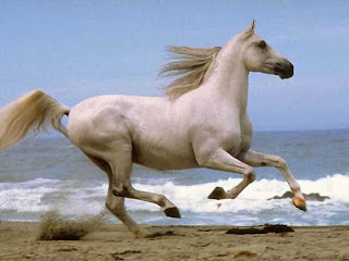 gambar kuda 