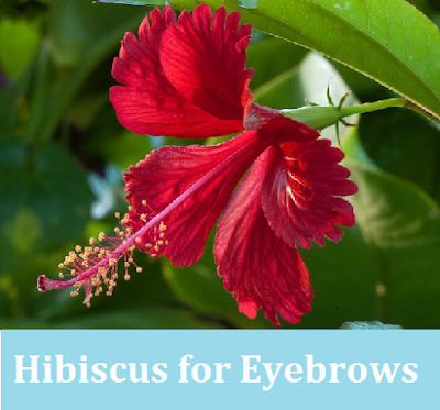 Hibiscus flower to get thick eyebrows - homeremediestipsideas