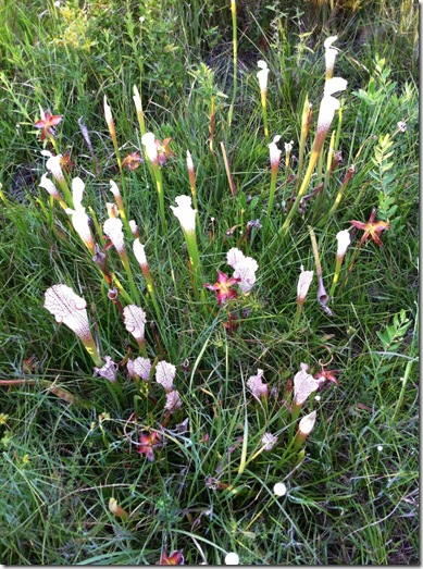 bog1