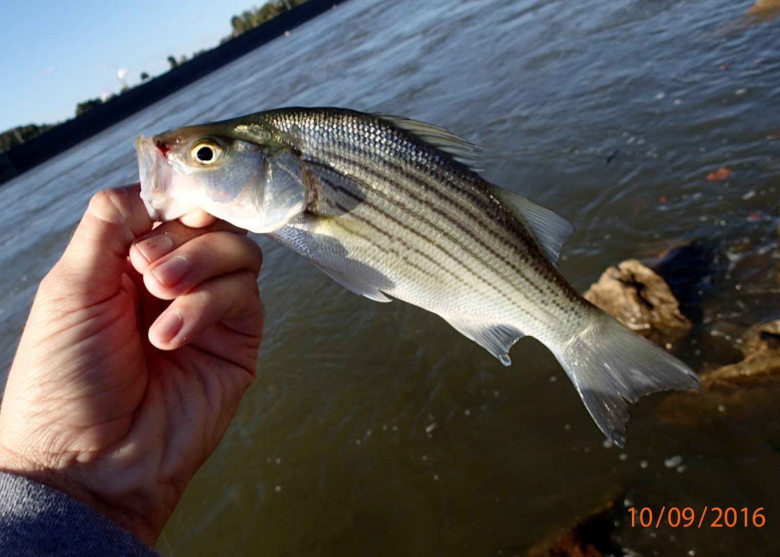 Bobcat Hollow Fly Fishing/Tying: Fishing the Ohio River on the Fly