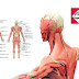 Medical And Anatomical Concept Of The Human Body : Detailed explanation , List Of Organs Of The Human Body , List Of Bodily Fluids Medical And Anatomical Concept Of The Human Body : Detailed explanation , List Of Organs Of The Human Body , List Of Bodily Fluids