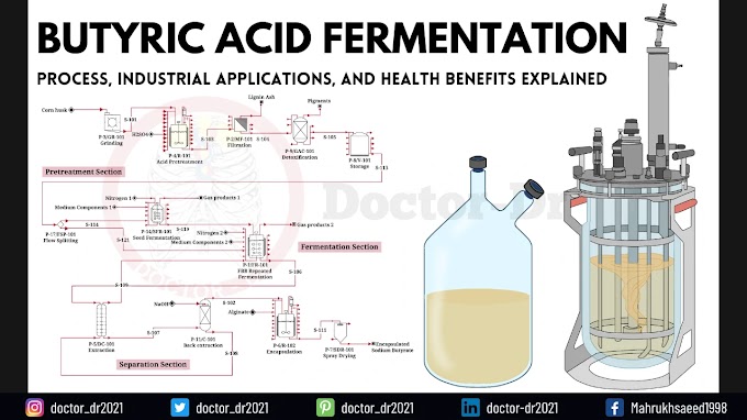 Butyric Acid Fermentation: Process, Industrial Applications, and Health Benefits Explained