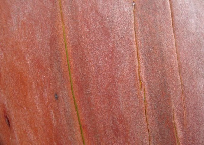 Pacific Madrone, madrona trees red orange bark