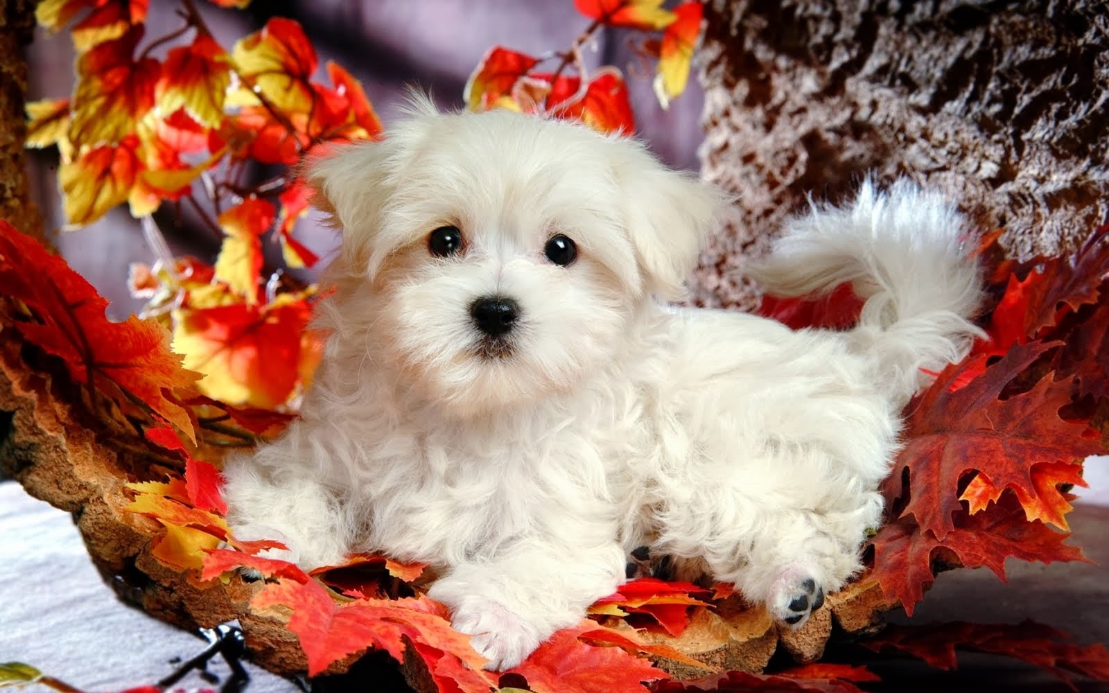 Beautiful Cute  Puppies  Wallpapers  Free HD  Desktop 
