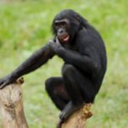 Vallée des Singes bonobo