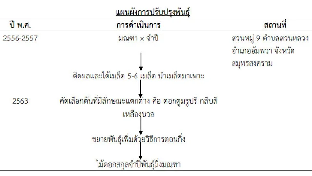 แมกโนเลีย มิ่งมณฑา จำปีลูกผสม (มณฑาxจำปีสีนวล)