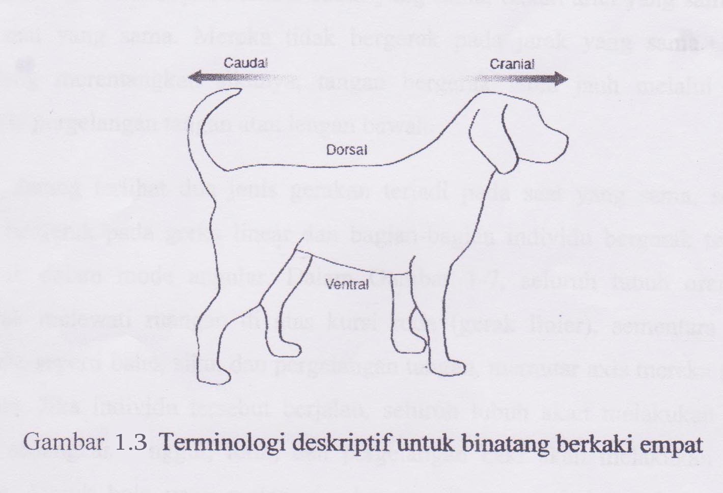 Gambar Kumpulan Gambar Hewan  Anak Tk Paud Belajar Mewarnai 