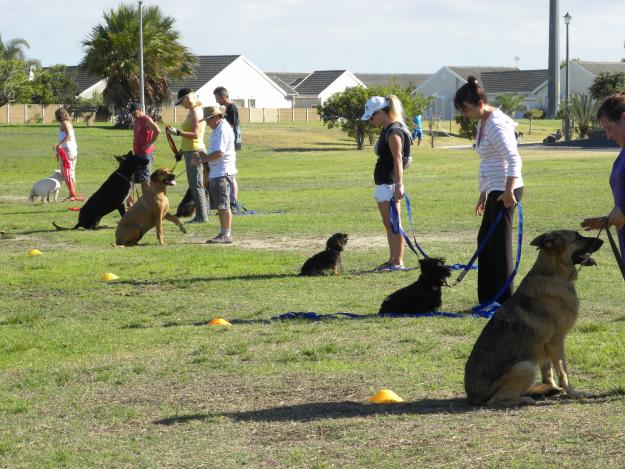 Dog Obedience Training San Diego Zoo Parking Lot : The Beginning Of The Yorkshire Terrier In England And The United States