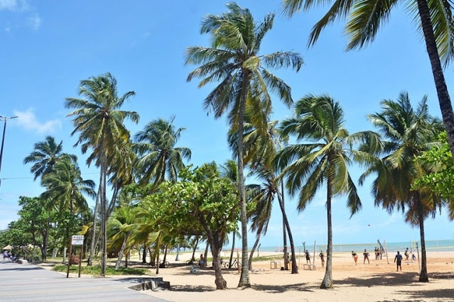 Prefeitura planta mais de mil coqueiros na orla de João Pessoa