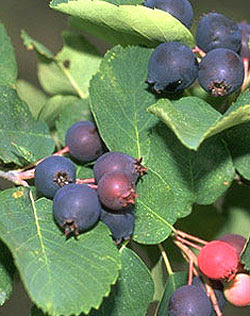 Amelanchier fruit