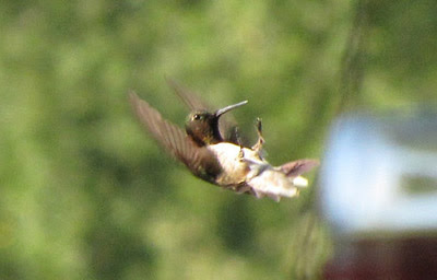 Hummingbirds do it, why can't you?