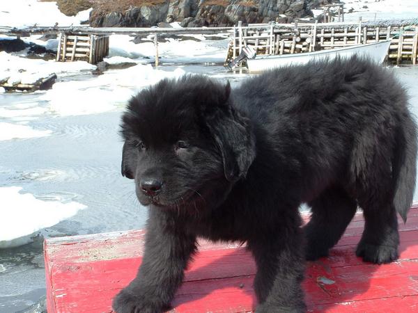 Gorgeus Cute Puppies Seen On www.coolpicturegallery.us