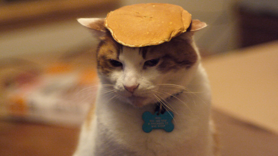Meet my new kitten, Pancakes : aww