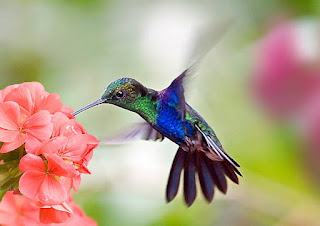 Why humming birds are faster? | Which is the smallest bird of the world?