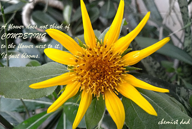 flower power tuesday, quotes about flowers, quotes about life, competition, sunflower, 