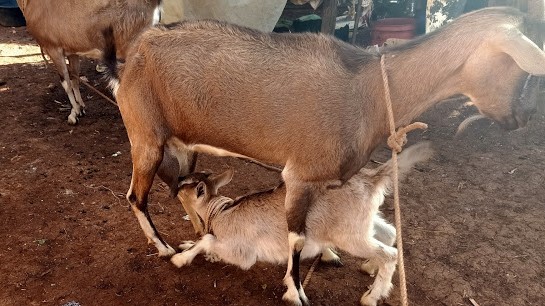 This article explains the benefits of feeding dairy goat on grass to increase milk production.