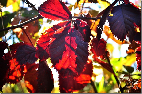 red leaves