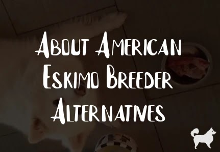 About American Eskimo Breeder Alternatives