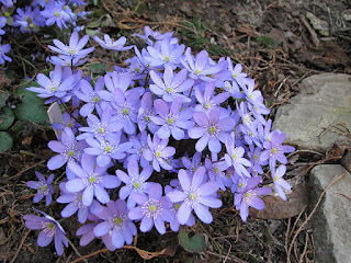  Печёночница благородная вариант благородная Hepatica nobilis var. nobilis. 