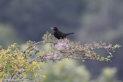 Merla (Turdus merula)