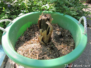 dead banana tree, tree stump, how to care for banana tree in winter