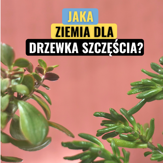 jaka ziemia podłoże dla drzewka szczęścia