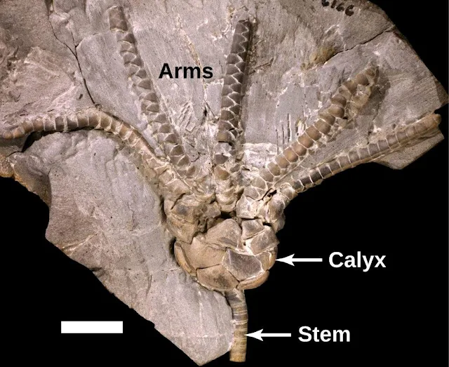 Anatomy of a crinoid