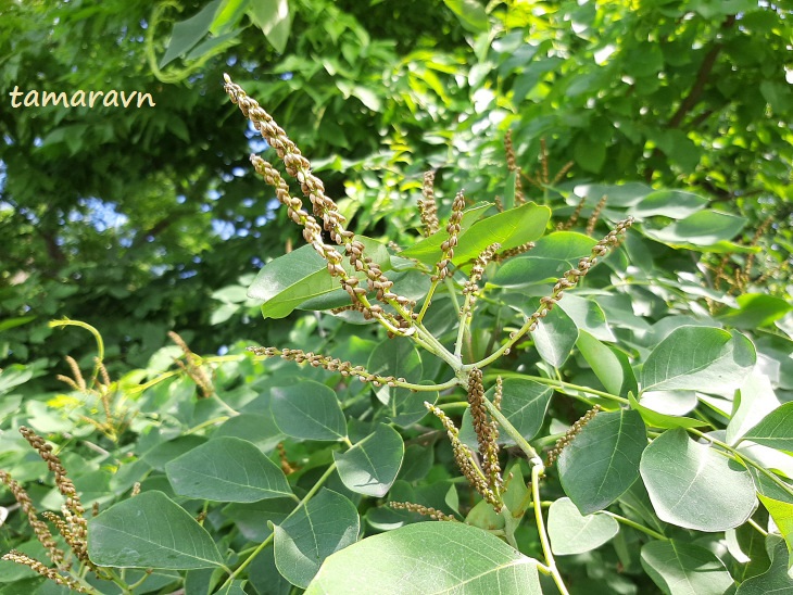 Маакия амурская (Maackia amurensis)