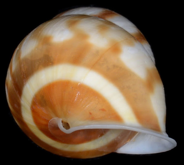 Amphidromus sumatranus 23.05mm