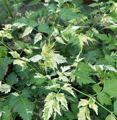 Мелия азедарах 'Jade Snowflake' (Melia azedarach 'Jade Snowflake')